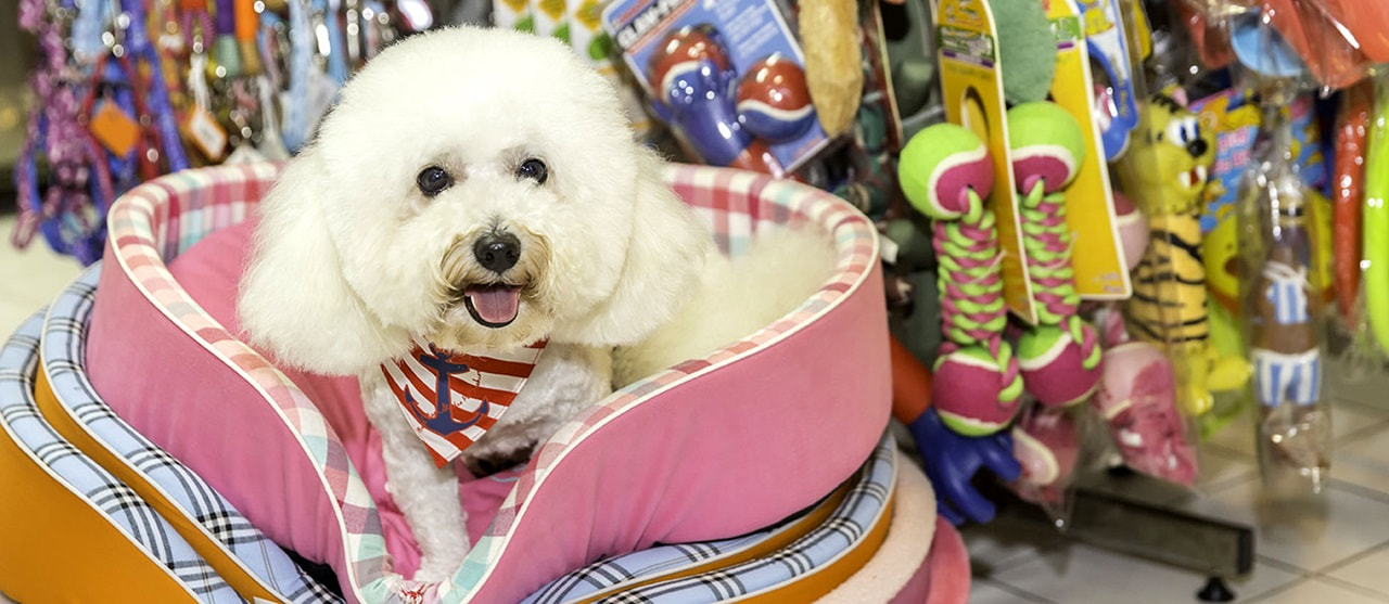 Our Favorite Pet Stores Near StuyTown